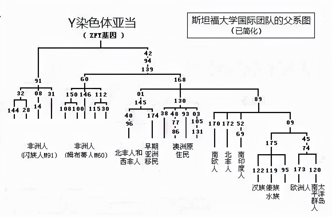 y染色体|6-9万年前，生活在非洲的一位男性，是现代所有男性的共同祖先