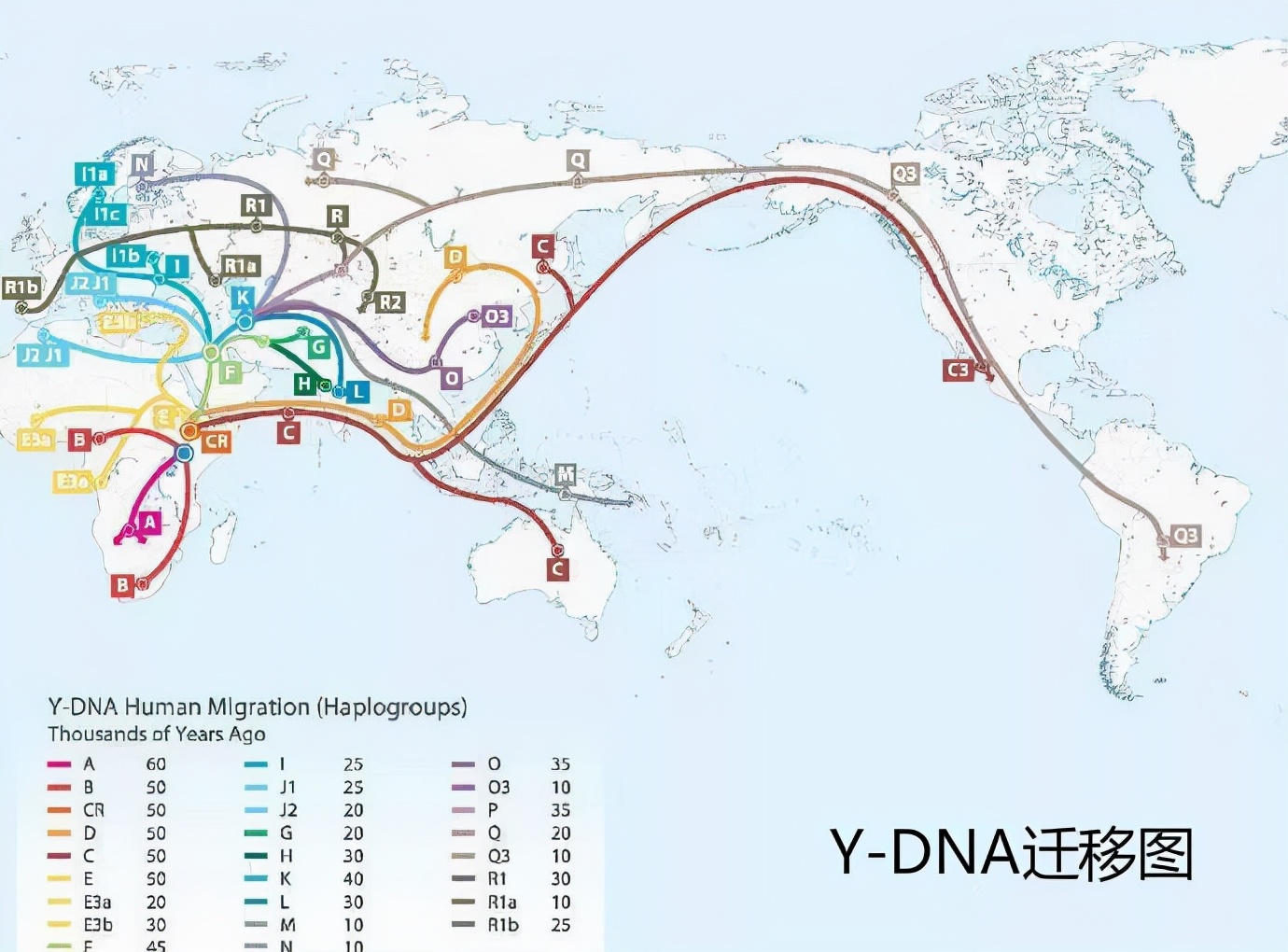 y染色体|6-9万年前，生活在非洲的一位男性，是现代所有男性的共同祖先