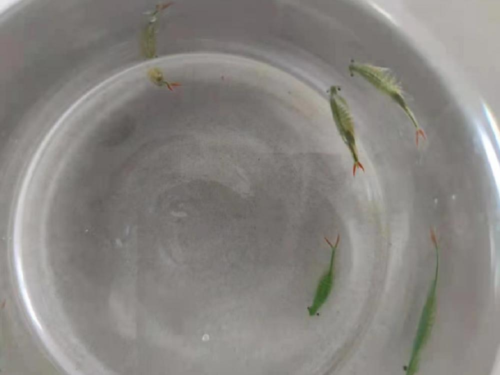 仙女虾|旱不死，热不死，冻不死！2亿年前物种仙女虾是什么虾，好吃吗？