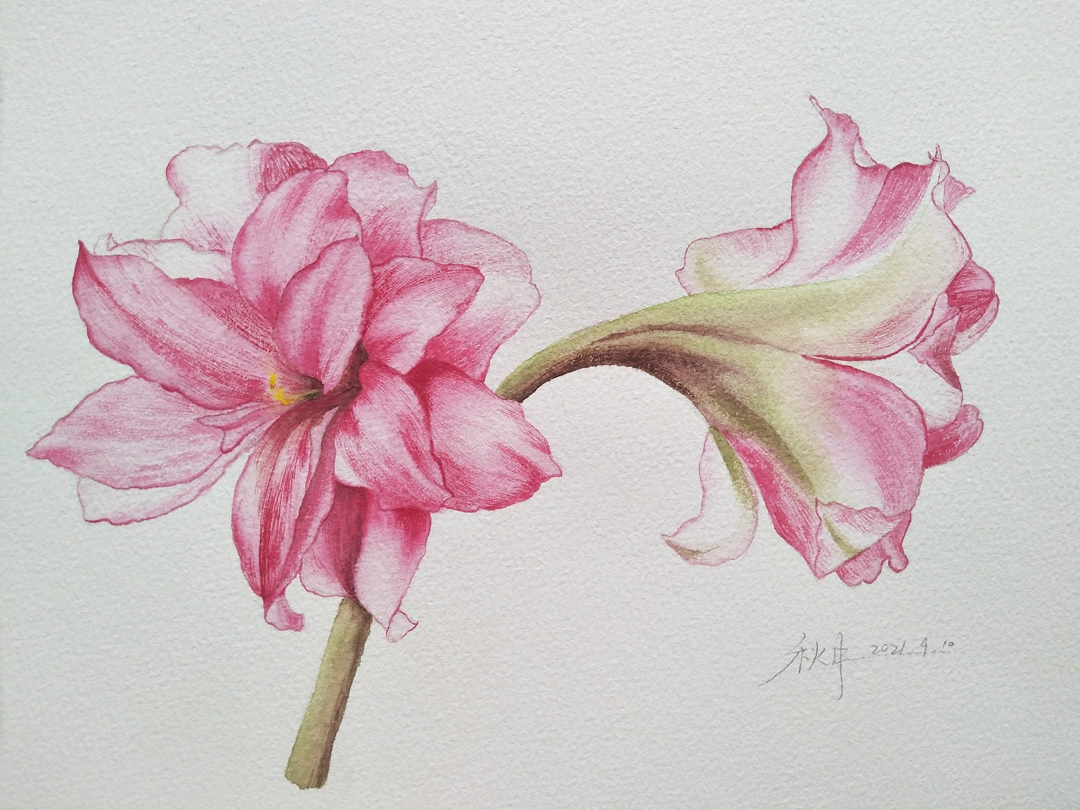 简单几步画出漂亮的水彩花卉