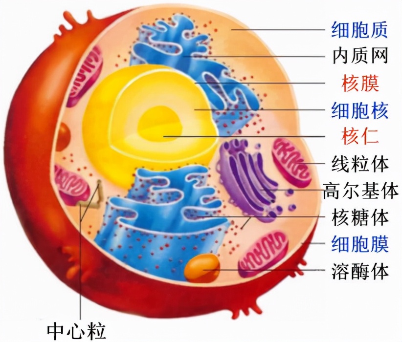 科学|新冠起源或被揭开？科学家在蝙蝠身上，找到最接近新冠祖先的毒株