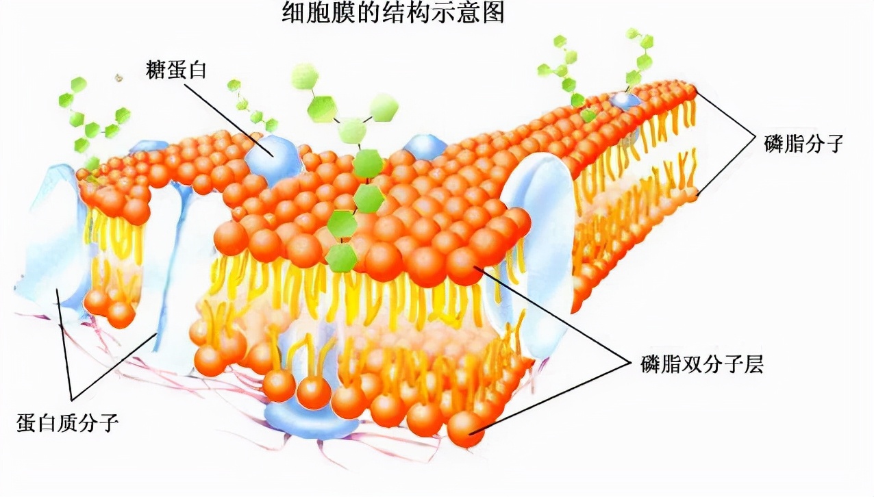 科学|新冠起源或被揭开？科学家在蝙蝠身上，找到最接近新冠祖先的毒株