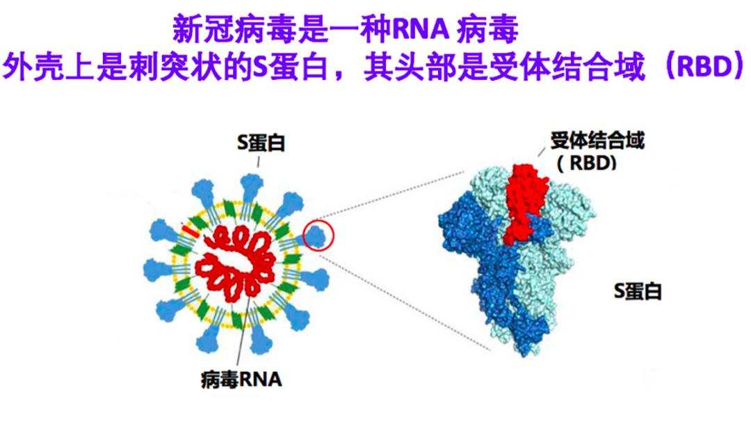 科学|新冠起源或被揭开？科学家在蝙蝠身上，找到最接近新冠祖先的毒株