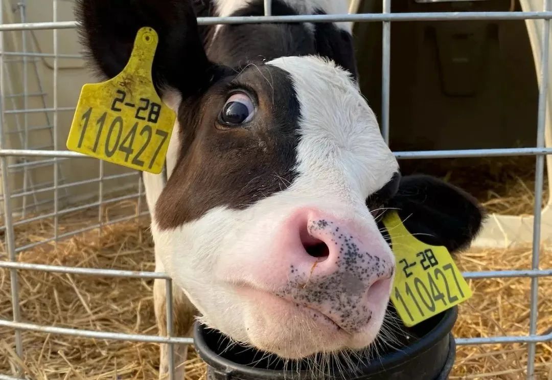 奶牛连打嗝带放屁竟把自己的牛棚都炸飞了