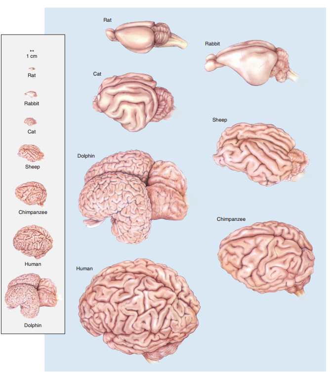 不同哺乳动物的脑对比（图片来源Neuroscience: Exploring the Brain(2007)-Chapter7）