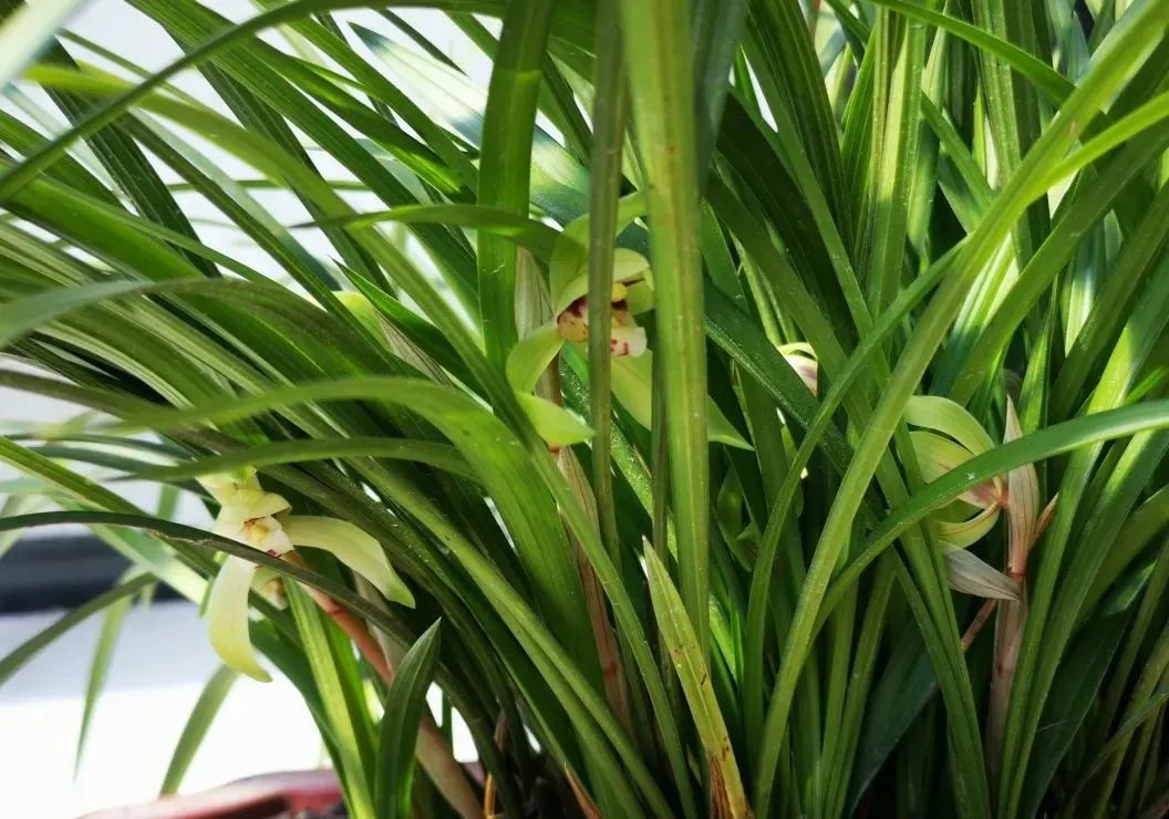 松针腐殖土养兰花做好两件事来年春天有好植料