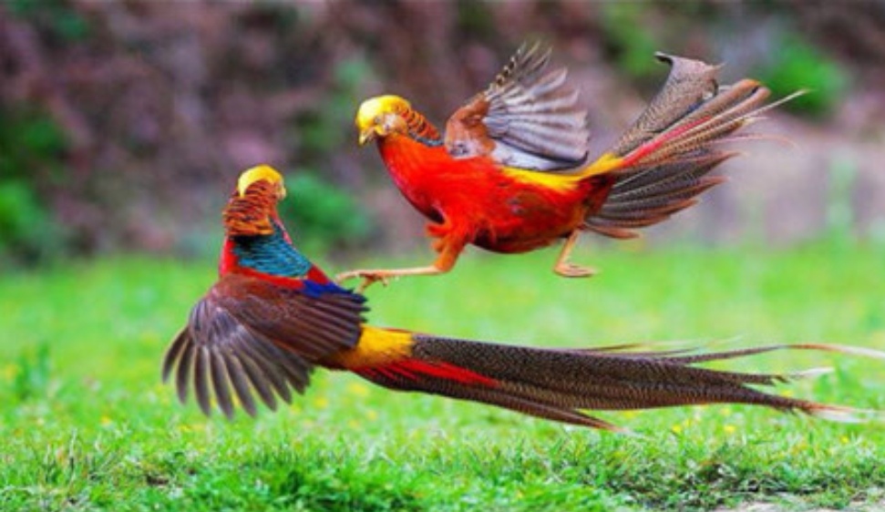 余师夷童话109小凤凰与山鸡