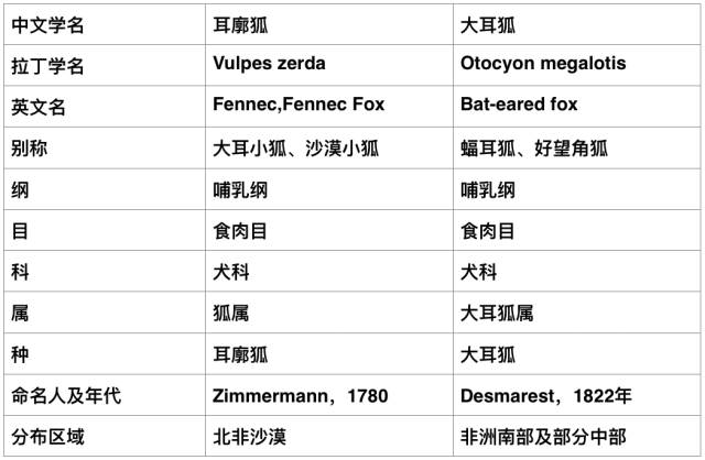 大耳朵|知道大耳朵图图，不知道我大耳朵狐狐？