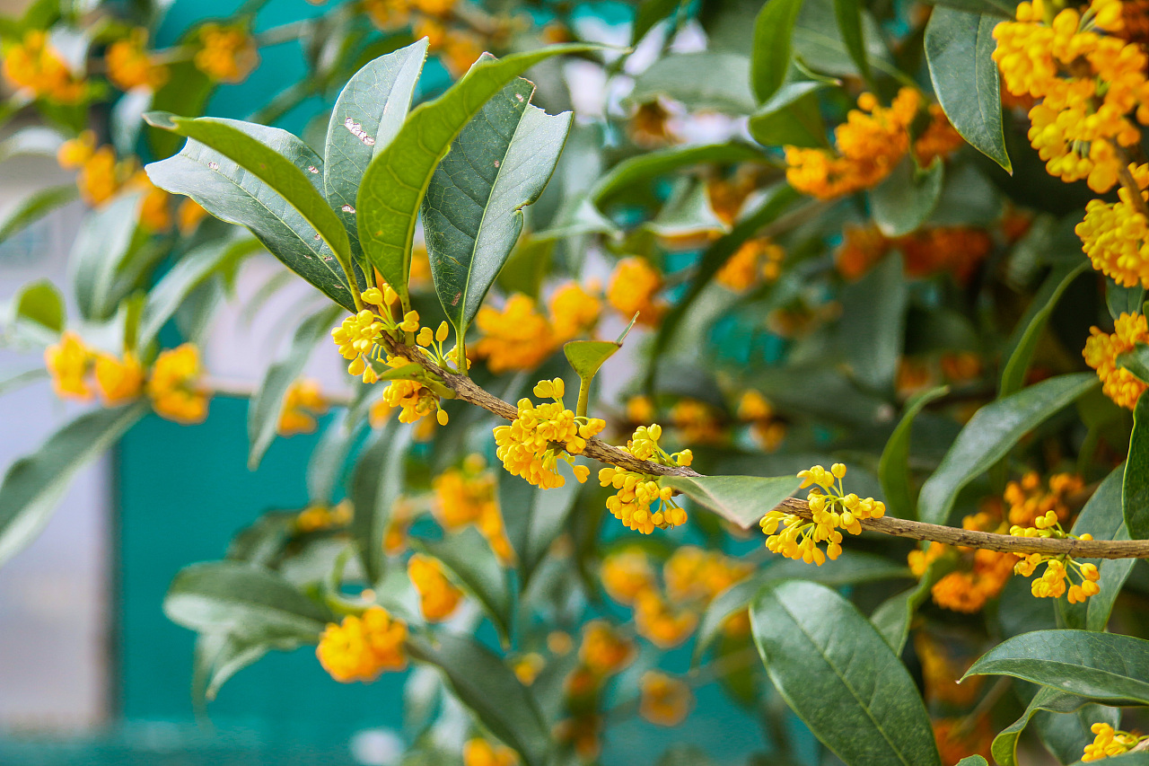 桂花|今年桂花为何还没开放?原因竟和高温有关
