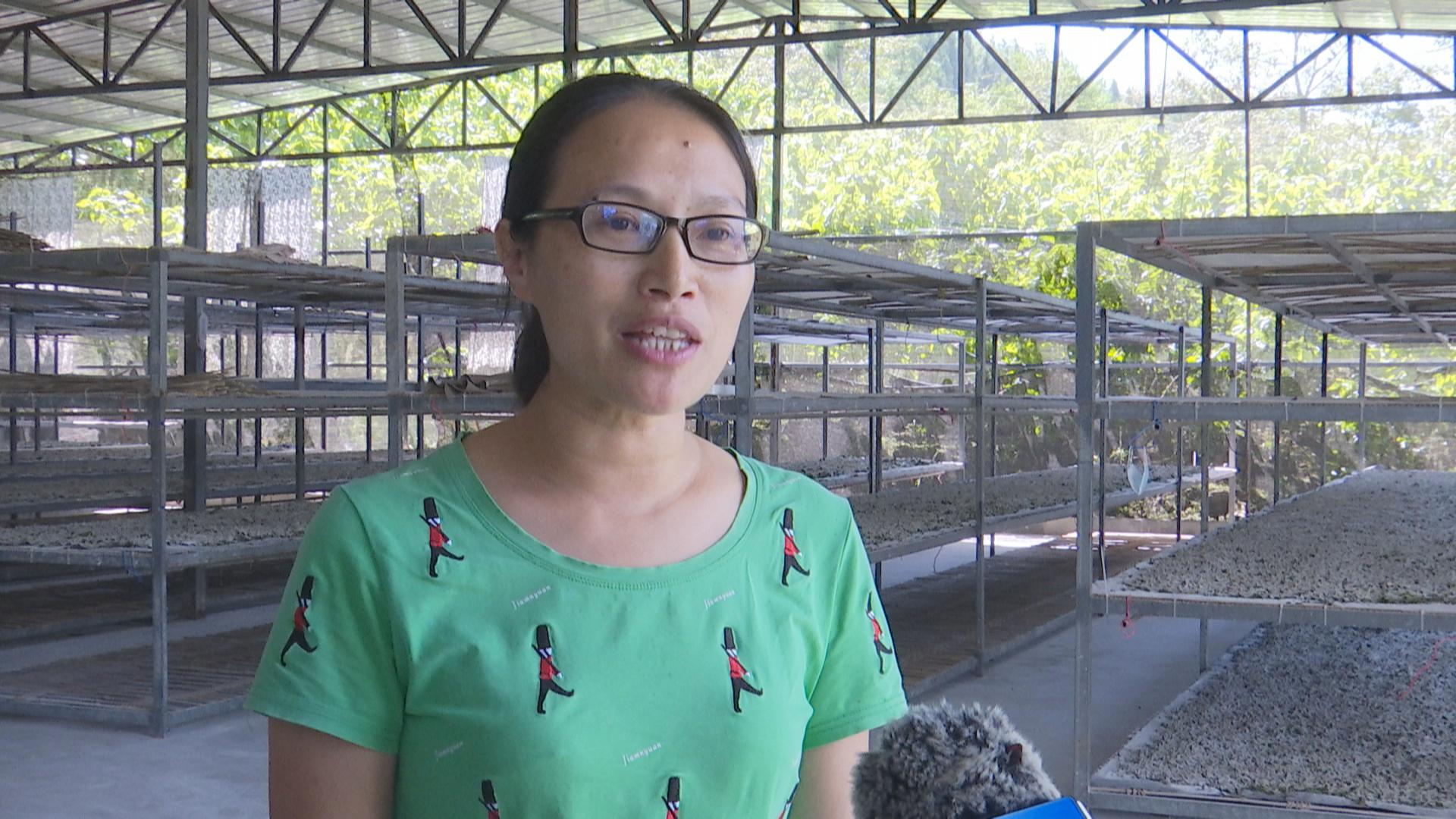 黔江區(qū)蠶業(yè)公司生產(chǎn)科長 郎啟萍