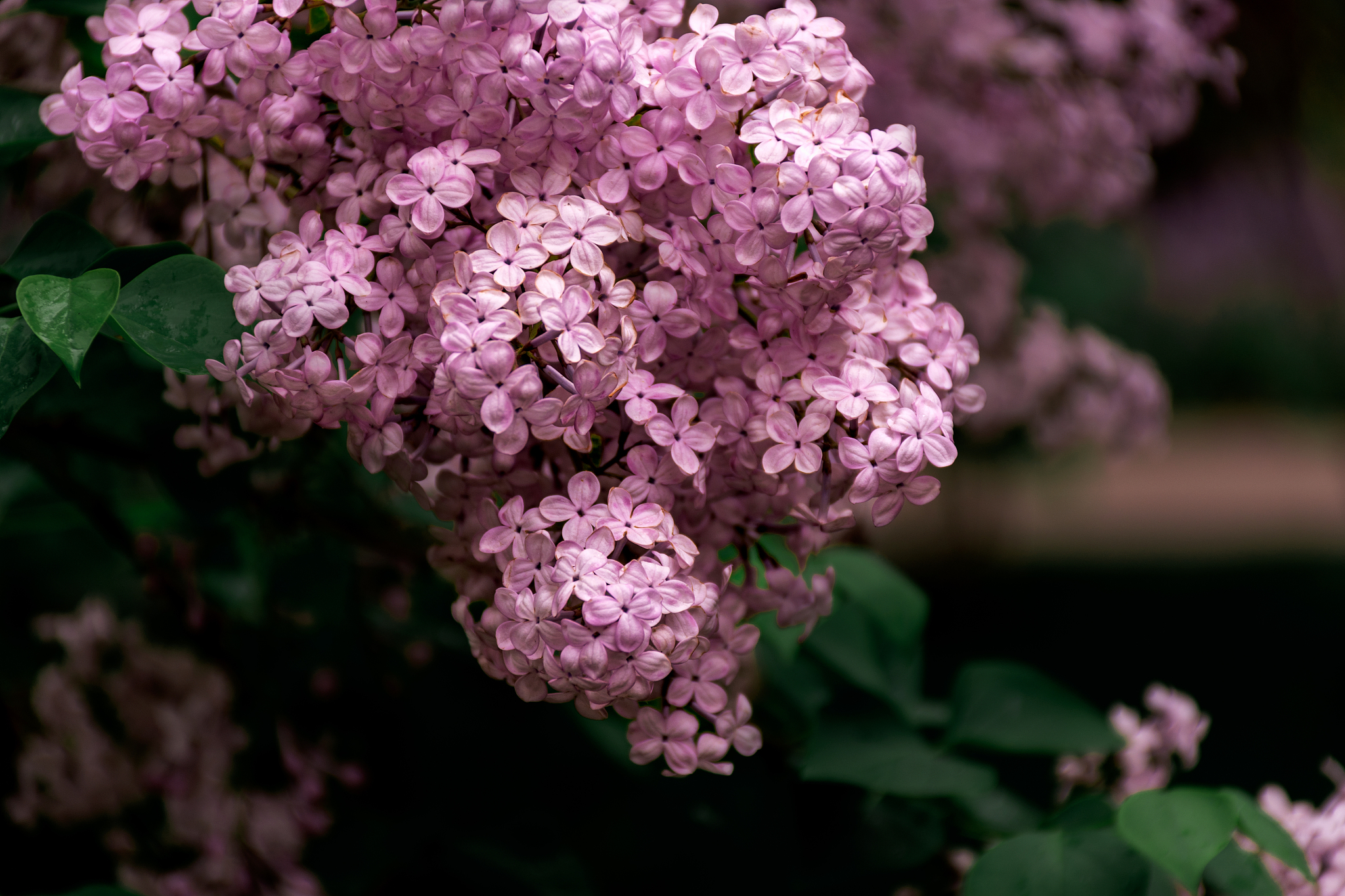 听过丁香花的小伙伴 你们了解丁香花吗 人民号 听过丁香花的小伙伴 你们了解丁香花吗 人民号