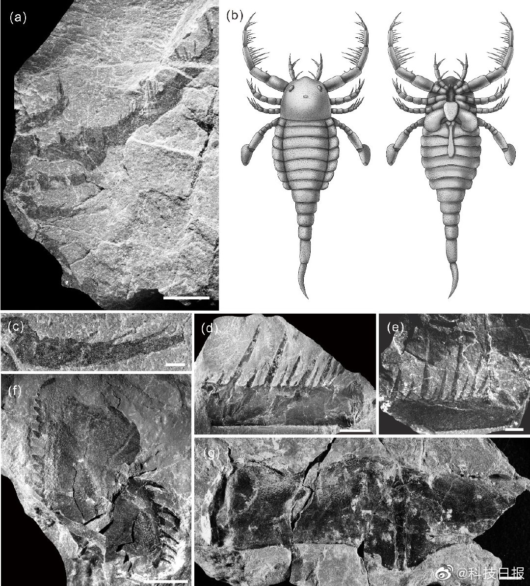 科技|体长1米，我国首次发现4.3亿年前的“海蝎子”