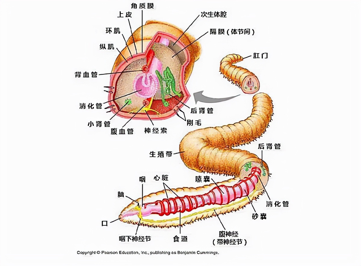 丰年虫结构图图片