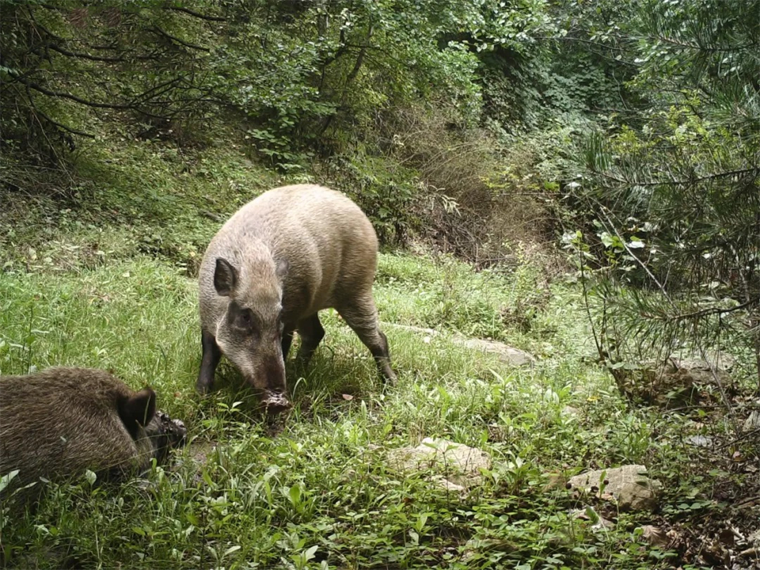 我国野猪泛滥无虎豹下野猪称雄允许猎杀为何不许吃肉