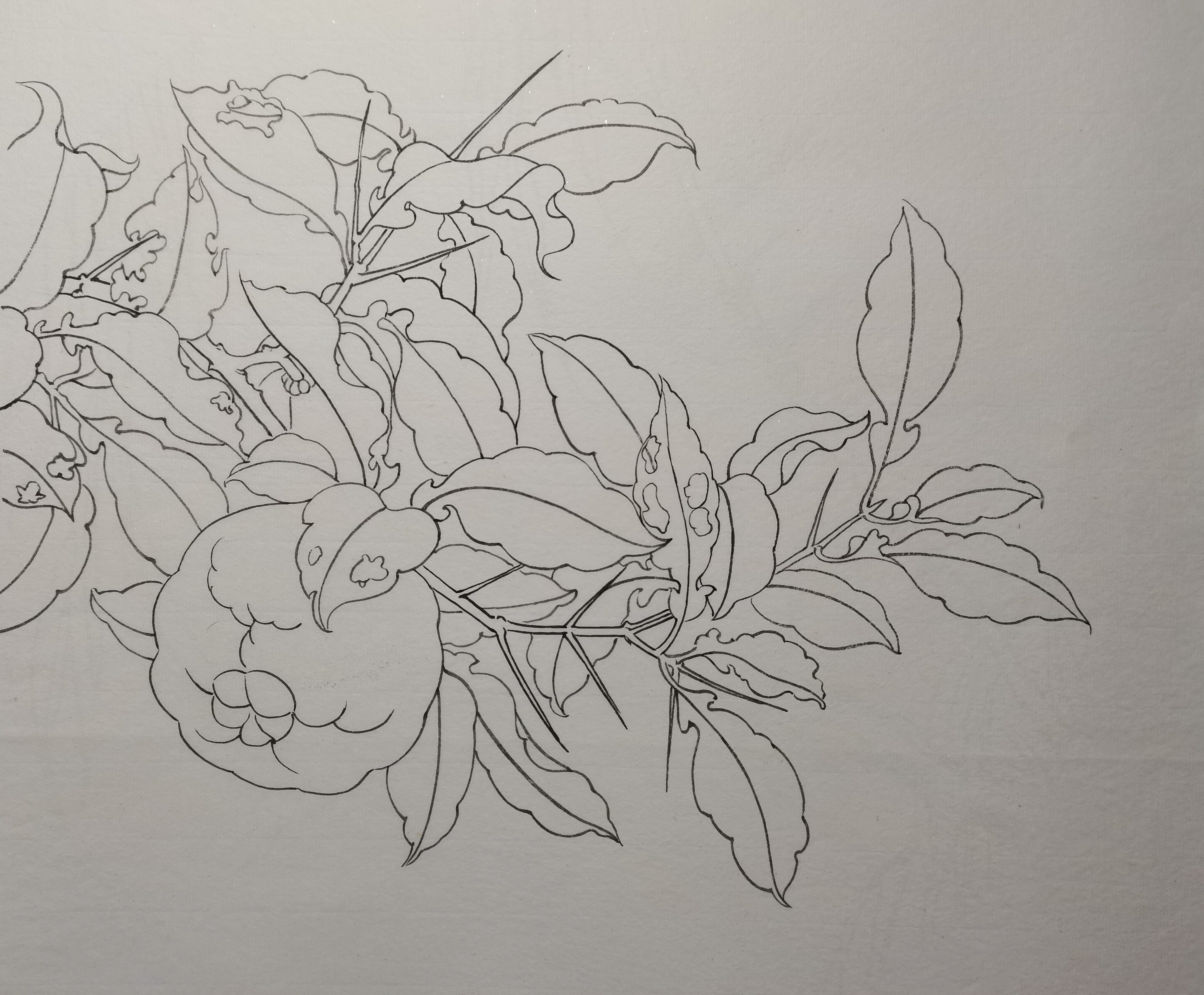 工笔小强最新临摹宋画白描勾线