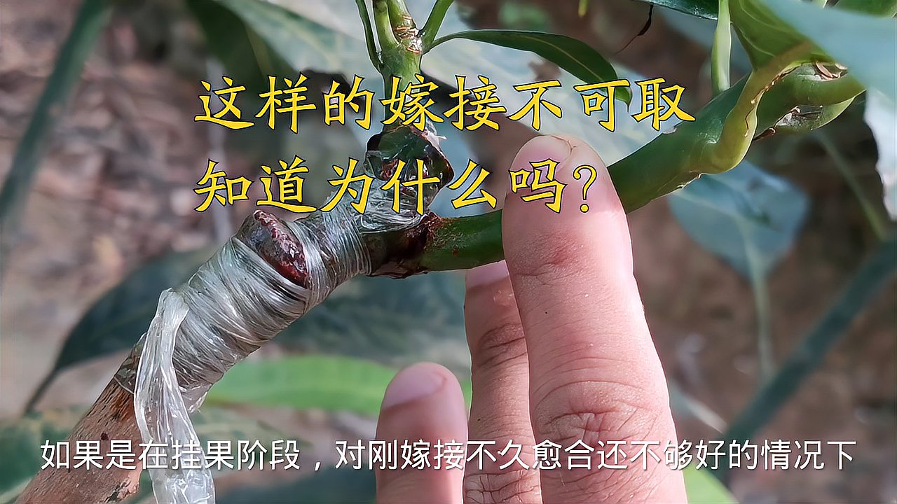 果树嫁接一定记住接穗和砧木的上下级关系否则后果不堪设想