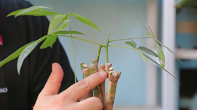 发财树如何修剪看之前打顶的发财树长势可以剃光头