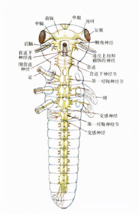 科学|为什么苍蝇会把自己的头拧下来玩？苍蝇没有头为什么还能活？