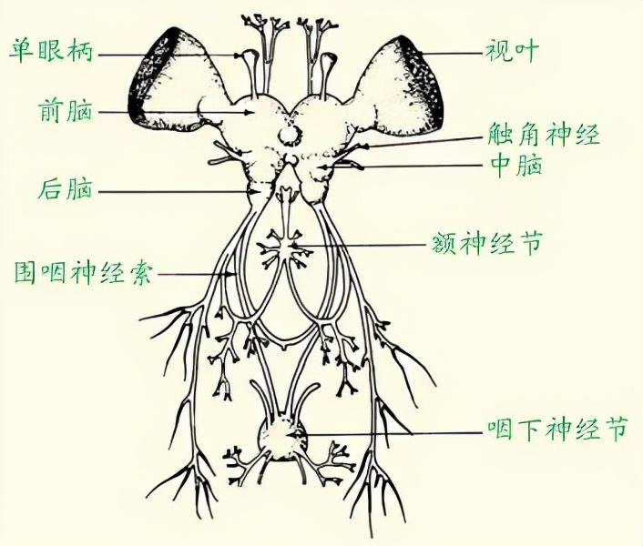 苍蝇内脏图片