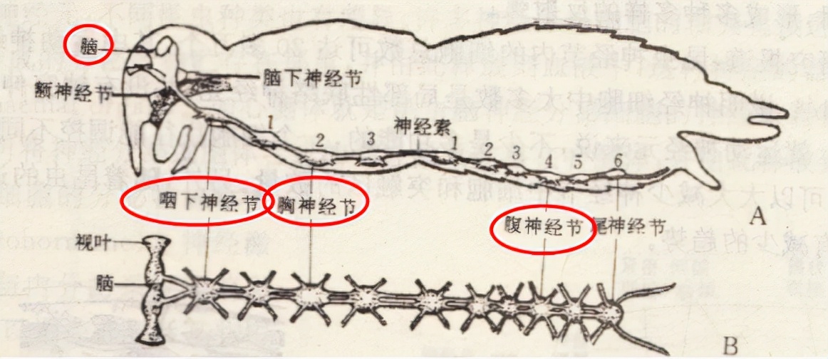 和人类不同的是,苍蝇的中枢神经系统其实不止一个,而是由大脑,咽喉下