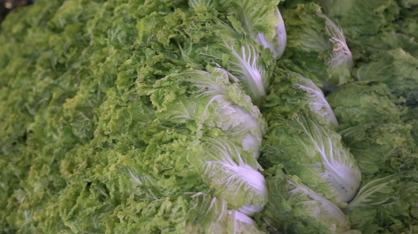 东北人开始豪横买秋菜了菜农2小时卖3千斤每人最少买100斤