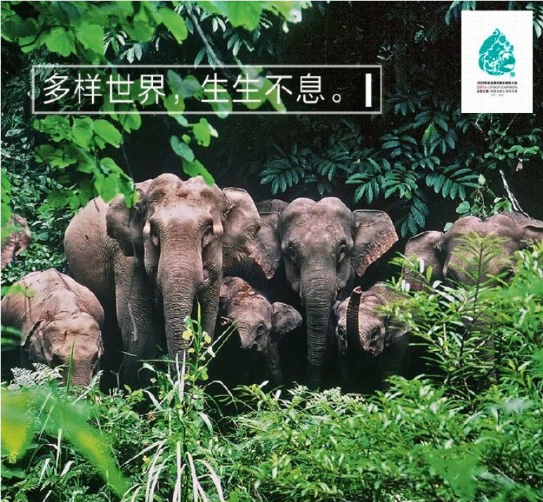 COP 15宣传图 （图片来源：中国国家地理图书）