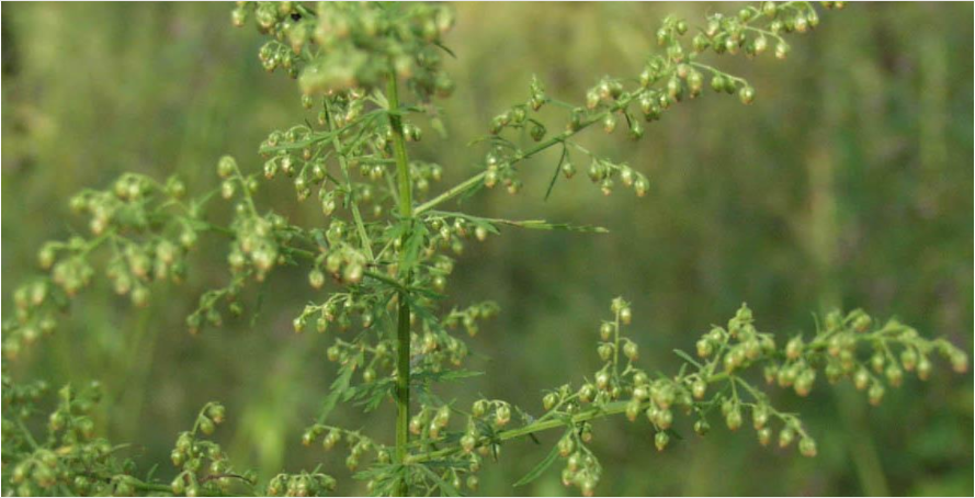 黄花蒿 （图片来源：Plants of the World Online）