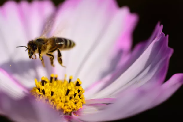 蜜蜂传粉 （图片来源：veer图库）