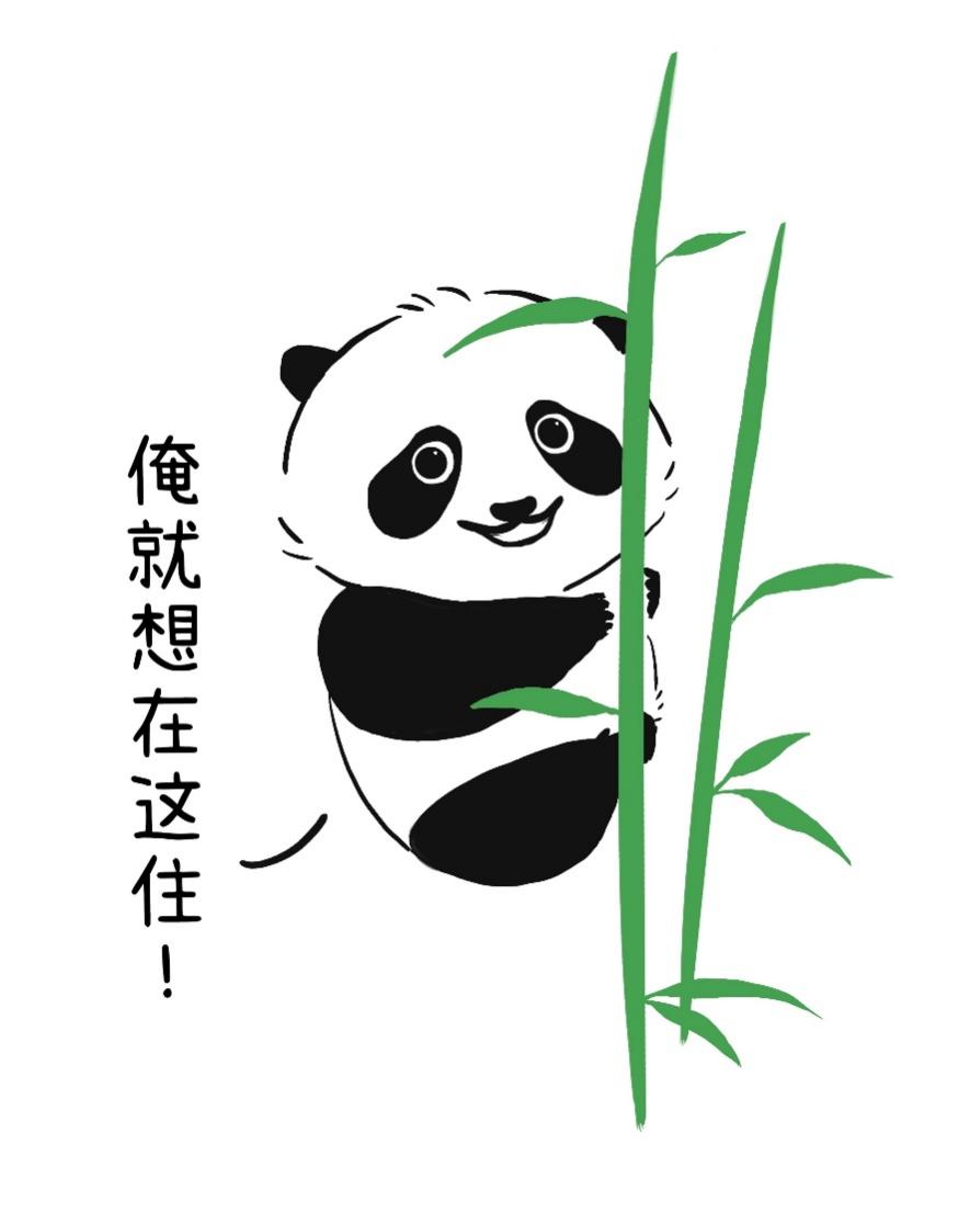 生活在栖息地的大熊猫（图片来源：作者提供）