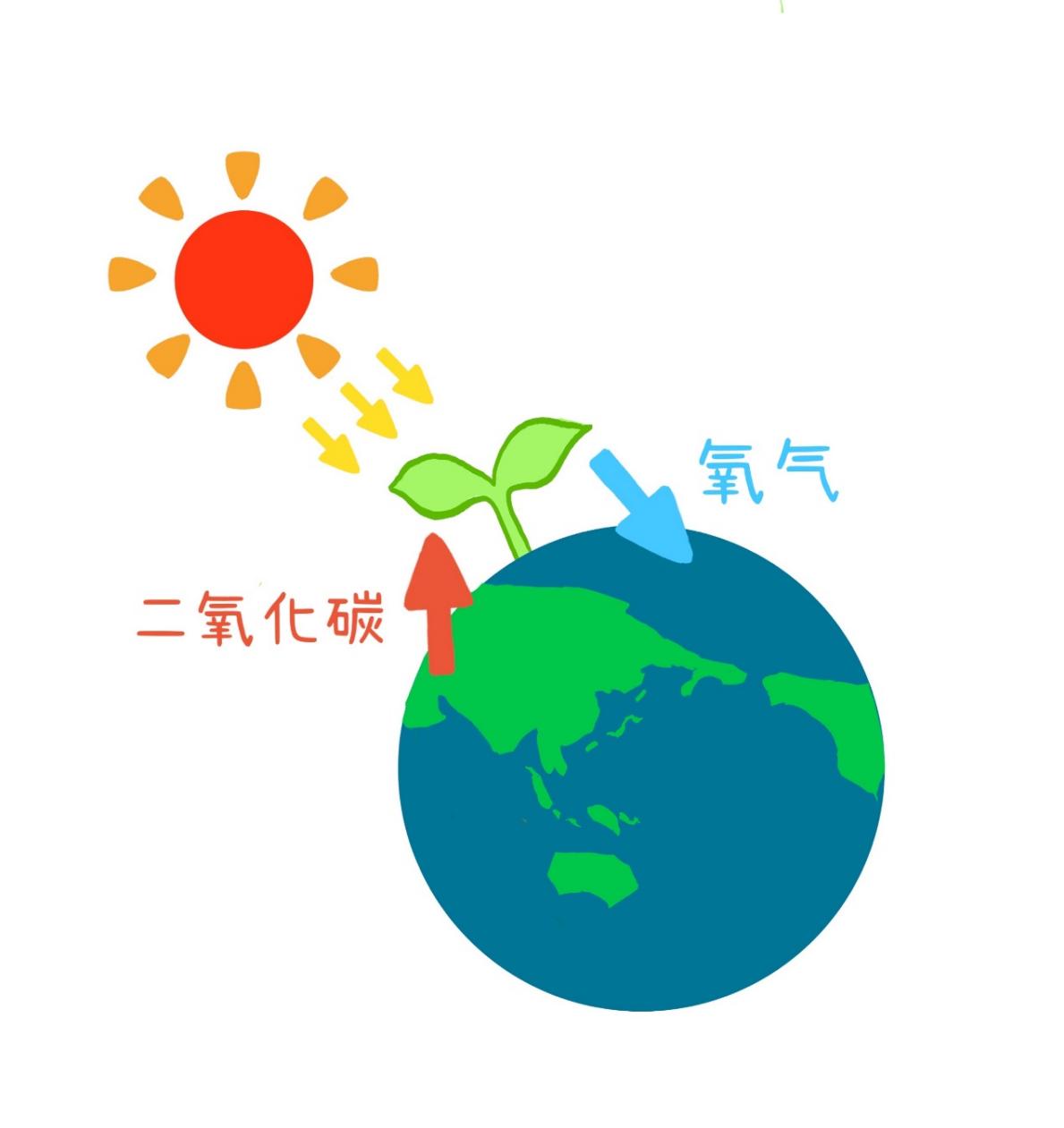 光合作用（图片来源：作者提供）