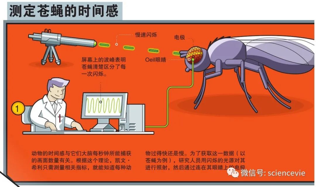 苍蝇|你为什么打不中一只苍蝇？