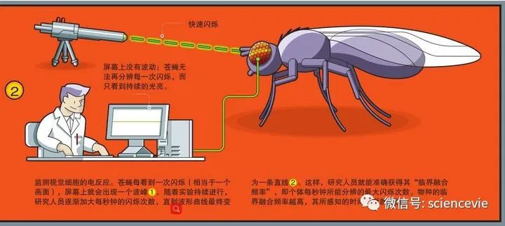 苍蝇|你为什么打不中一只苍蝇？