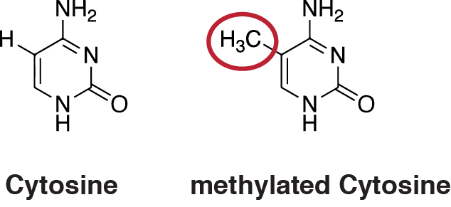 狗狗|1岁的小狗已入而立之年?揭秘狗狗真实年龄的换算公式