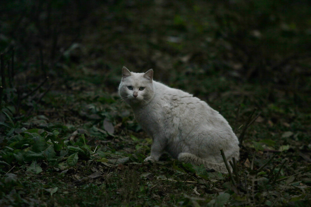 科学|母猫交配后，为何会满地打滚，攻击“丈夫”，母猫的牺牲太大了！