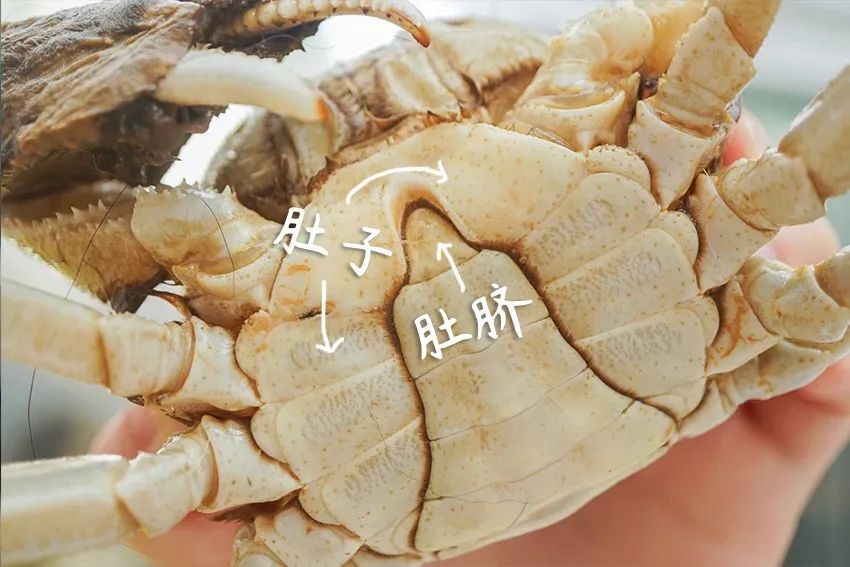 现正是螃蟹肥美的时候牢记3个挑选技巧上桌香气汹涌爆好吃