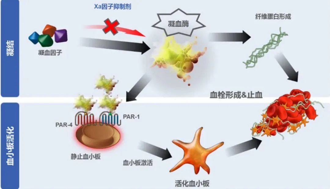 这样就会不利于凝血因子集结,心血管内壁光滑完整,不会激活凝血系统等