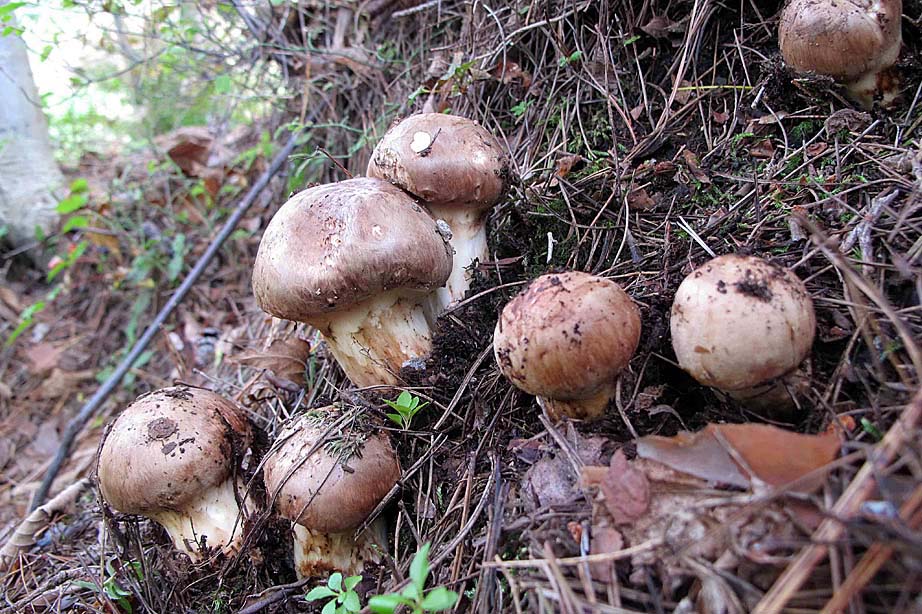 一文带你看世界各地的松茸