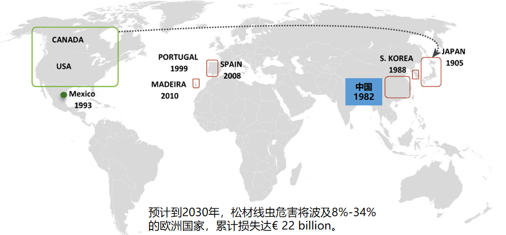 天牛|这种肉眼不可见的外来入侵物种，对我国松林带来了毁灭性的伤害