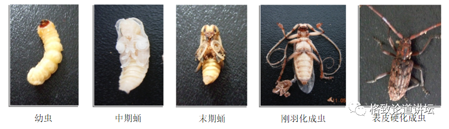 天牛|这种肉眼不可见的外来入侵物种，对我国松林带来了毁灭性的伤害