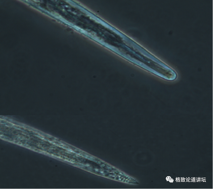 天牛|这种肉眼不可见的外来入侵物种，对我国松林带来了毁灭性的伤害
