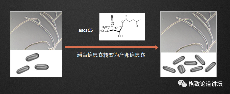 天牛|这种肉眼不可见的外来入侵物种，对我国松林带来了毁灭性的伤害