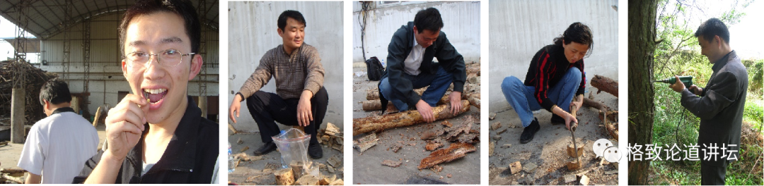 天牛|这种肉眼不可见的外来入侵物种，对我国松林带来了毁灭性的伤害