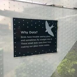 |多一座城市，世界上就可能多了一群倒霉的鸟