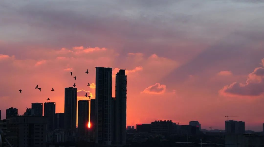 |多一座城市，世界上就可能多了一群倒霉的鸟