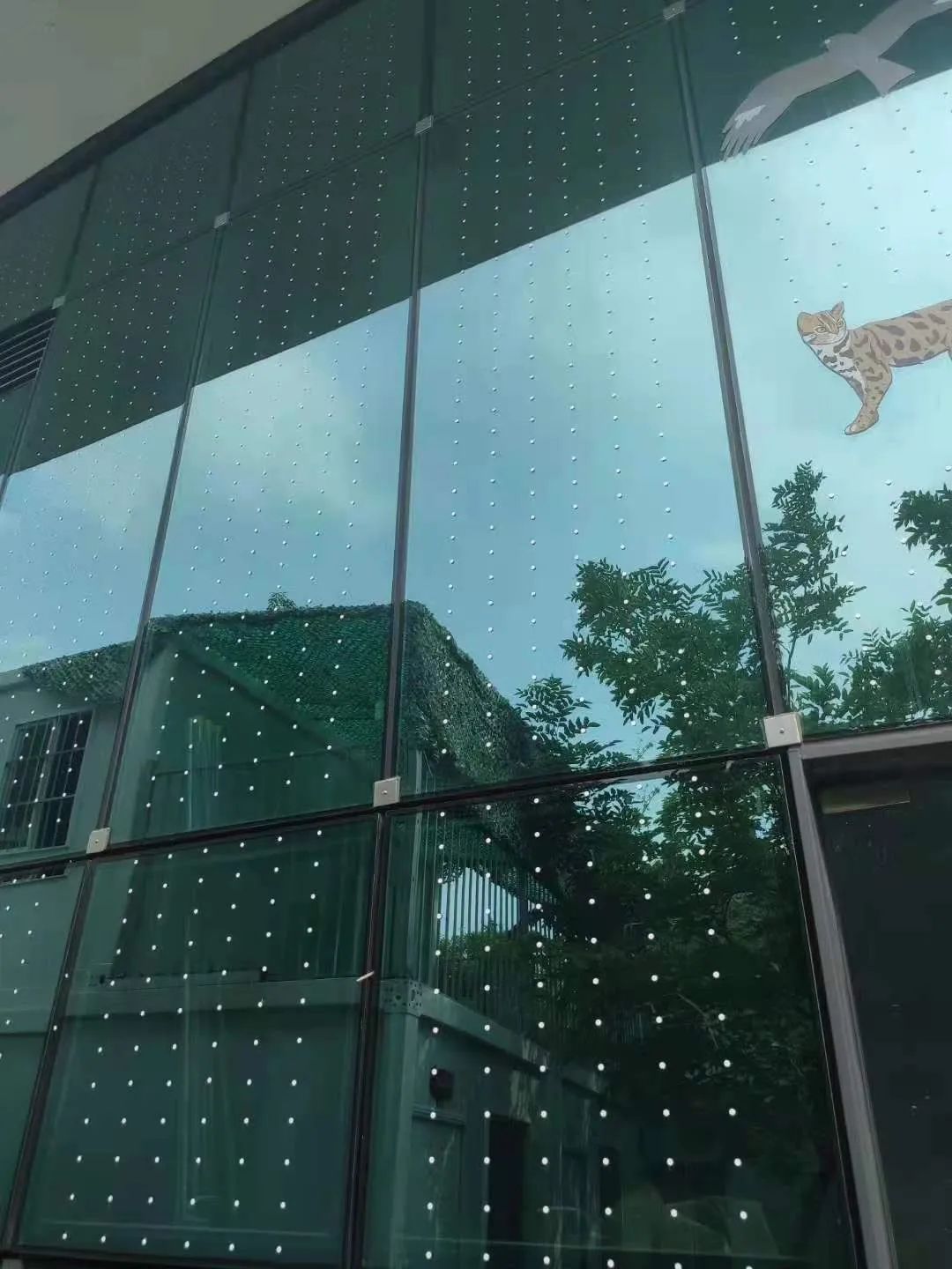 |多一座城市，世界上就可能多了一群倒霉的鸟
