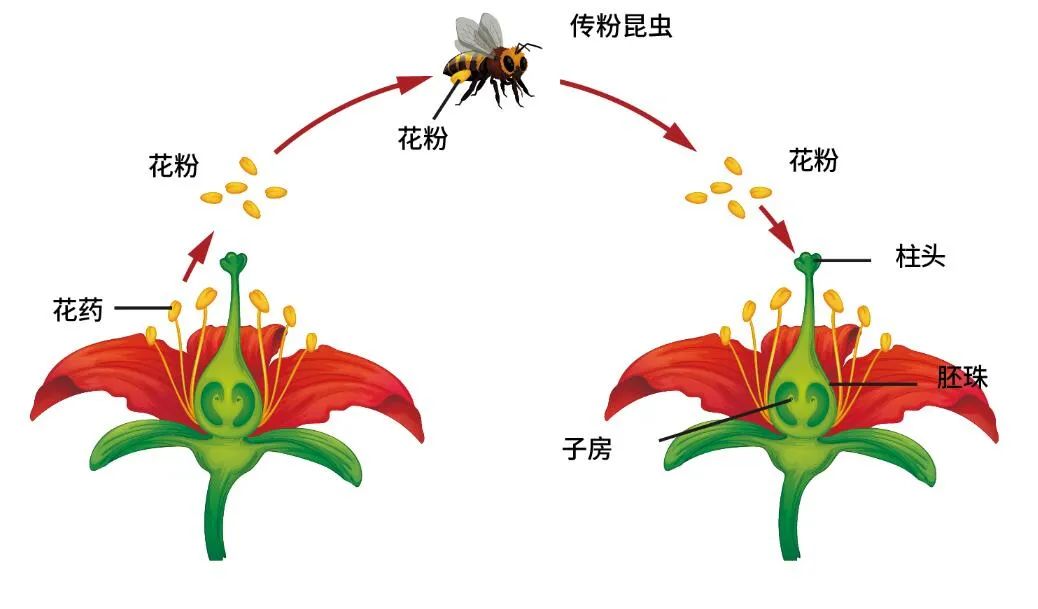 金鱼草|藏文科普｜小小金鱼草 庞大基因库