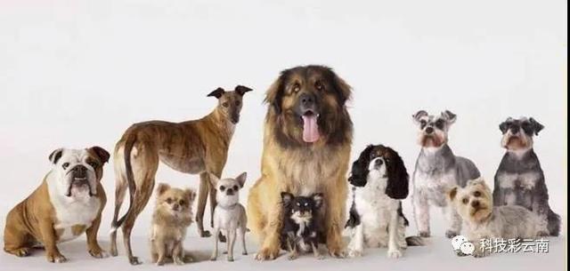 同一窝小猫,不同个体的花色不一样,这种花色差异就是基因多样性的反映