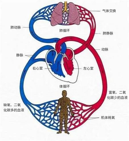 问为什么刚洗冷水澡时有窒息的感觉