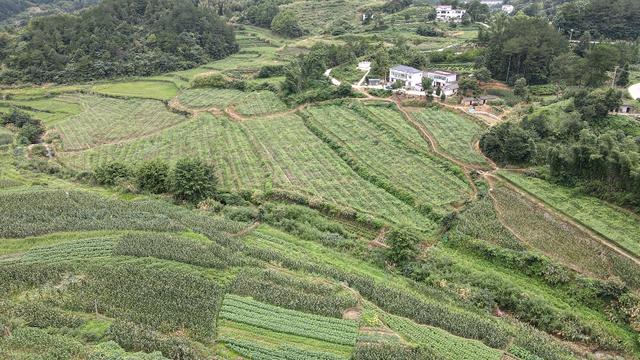 致富种植什么比较赚大钱_致富种植公司董事长_种植致富经