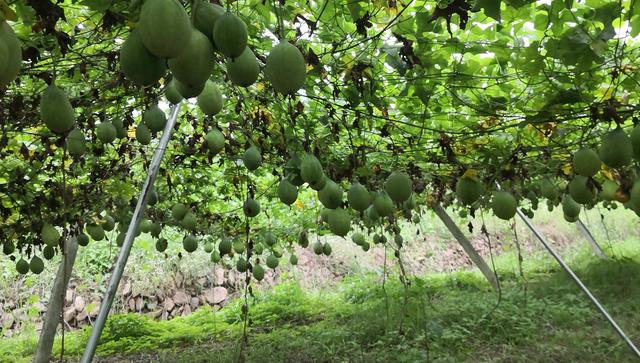 致富种植什么比较赚大钱_致富种植公司董事长_种植致富经